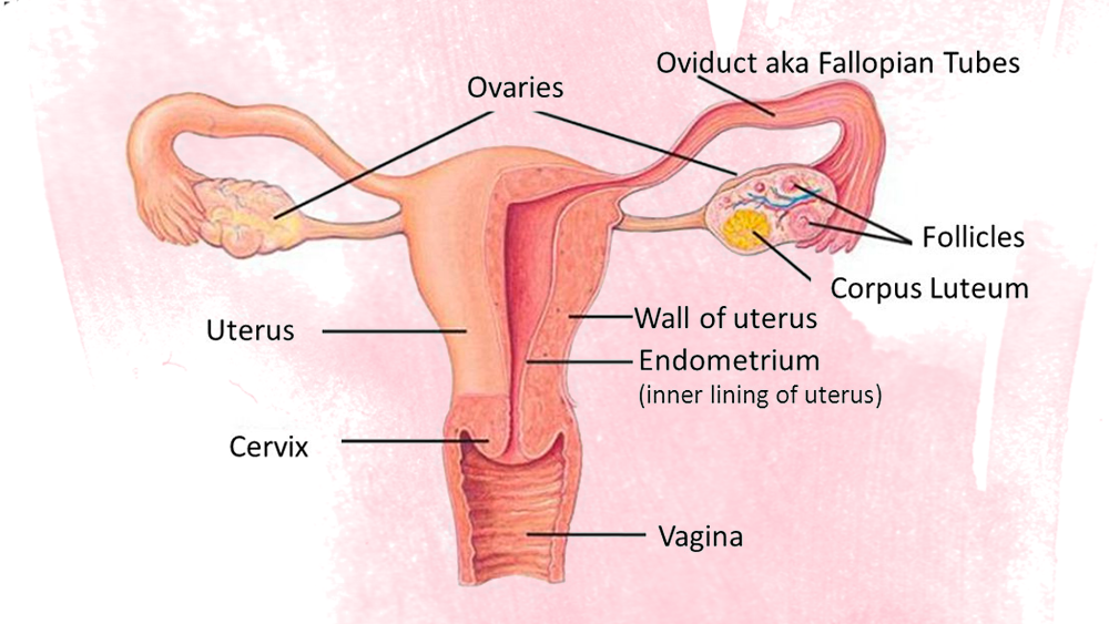 female ovaries